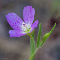 Clarkia affinis
