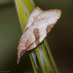 Sparganothis senecionana