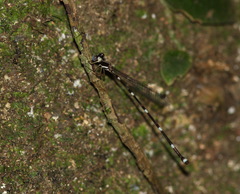 Protosticta khaosoidaoensis