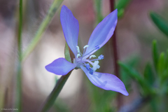 Clarkia modesta