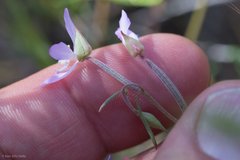 Clarkia modesta