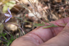 Clarkia modesta
