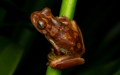 Copan Stream Frog photo 4