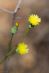 Malacothrix clevelandii