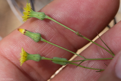 Malacothrix clevelandii