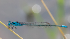Pseudagrion australasiae