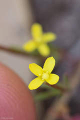 Camissonia contorta