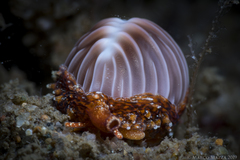 Pseudopusula californiana