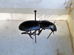 Pterostichus lama