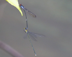 Pseudagrion pruinosum