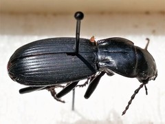Pterostichus lama