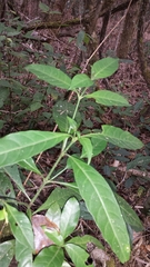 Hypoestes anisophylla