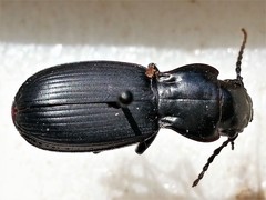 Pterostichus lama