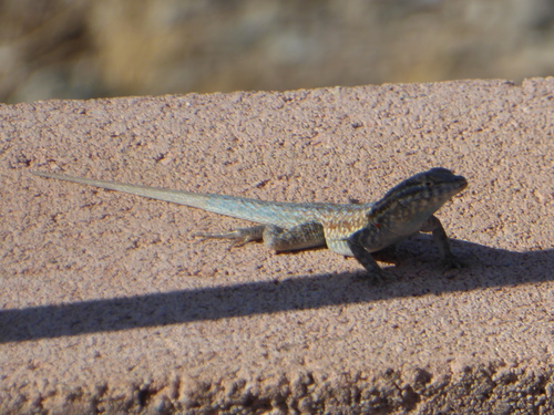 iNaturalist observation photo of Western Side-blotched Lizard