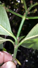 Psychotria reducta