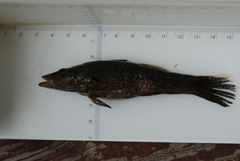 Butis humeralis