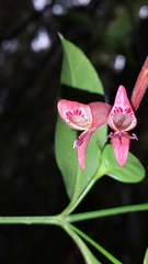 Hypoestes anisophylla