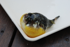 Chelonodontops patoca