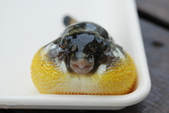 Chelonodontops patoca