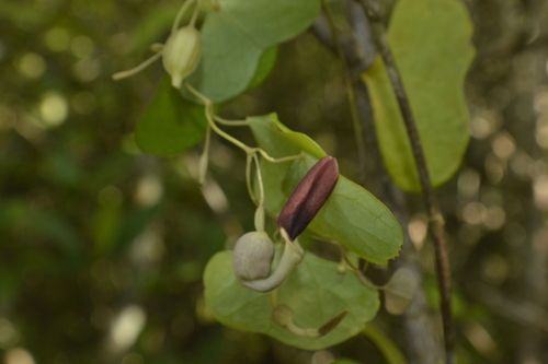 Aristolochia baracoensis