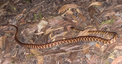 Brown Tree Snake sighting