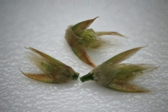 Luzula parviflora fastigiata