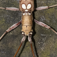 Olenecamptus bilobus