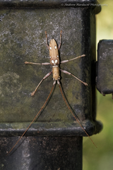 Olenecamptus bilobus