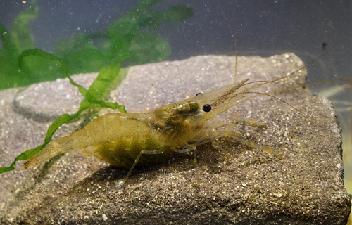 Baltic prawn