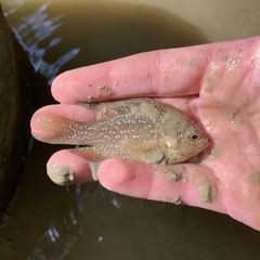 Enneacanthus gloriosus