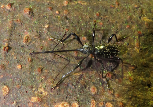 Lancearius esau