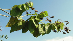 Helicteres laciniosa