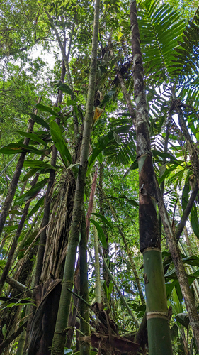 Guadua angustifolia, photograph 6