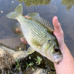 Ambloplites cavifrons