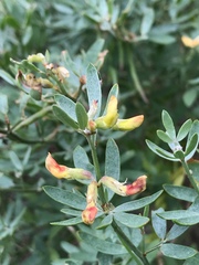 Acmispon dendroideus traskiae