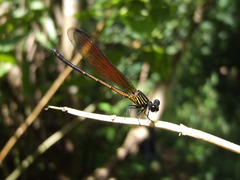 Euphaea ochracea