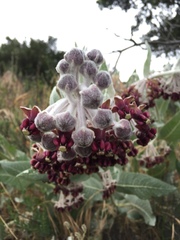 Asclepias californica californica