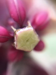 Asclepias californica californica