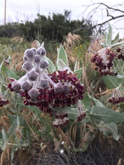 Asclepias californica californica