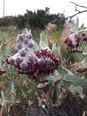 Asclepias californica californica