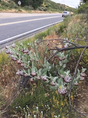 Asclepias californica californica