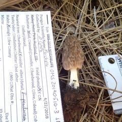 Morchella brunnea