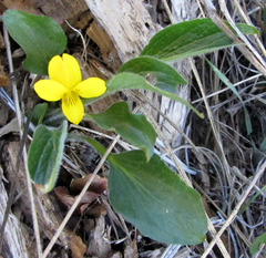 Viola nuttallii