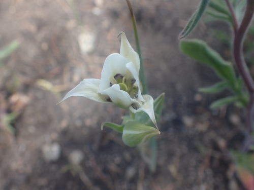 Image of Calochortus lyallii by no rights reserved