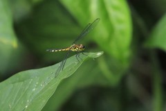 Chalcostephia flavifrons