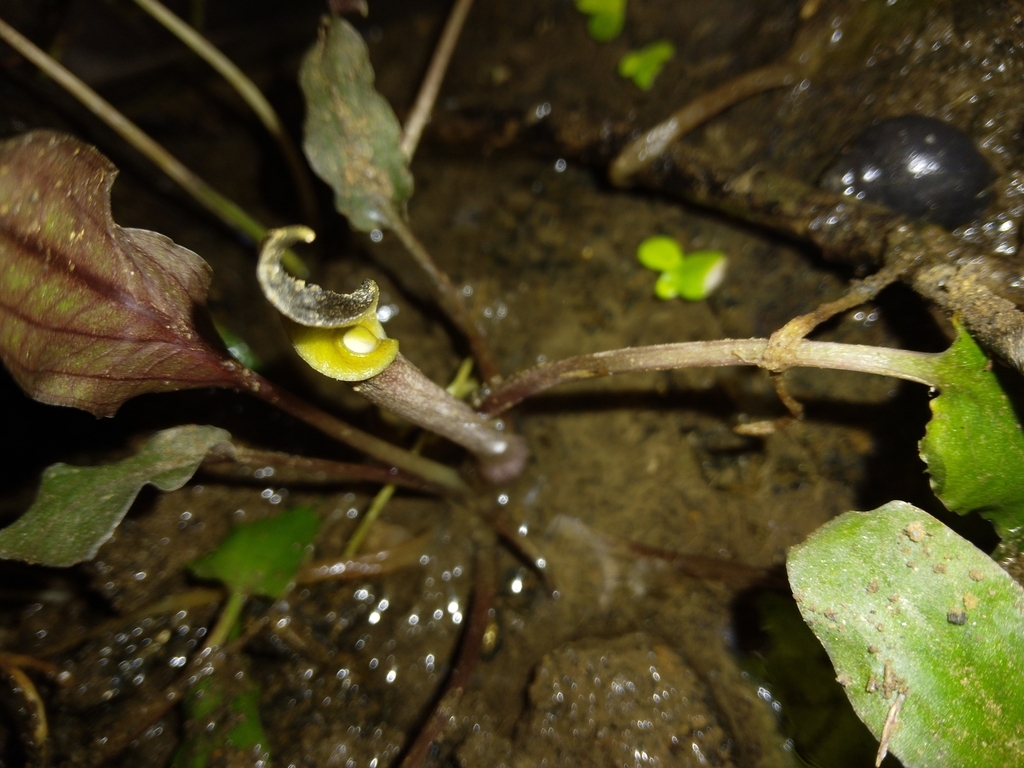 Cryptocoryne undulata