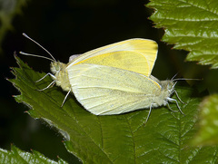 Pieris rapae