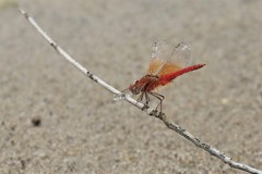 Brachythemis lacustris