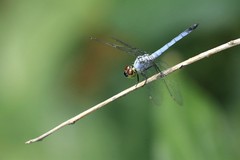 Chalcostephia flavifrons