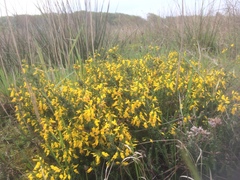Genista anglica